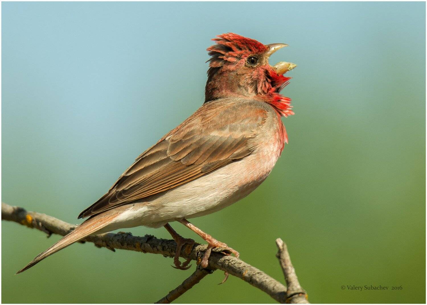 , Валерий Субачев