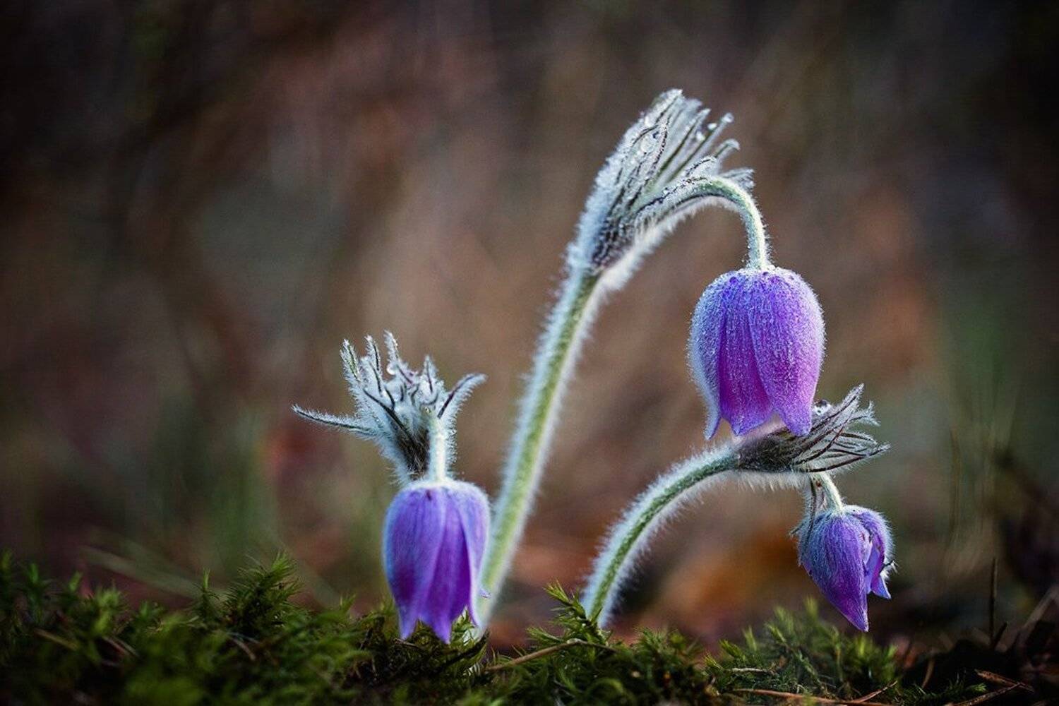 , Юрий Сорокин