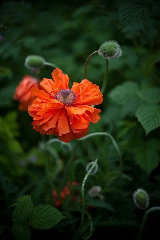 *** фото превью