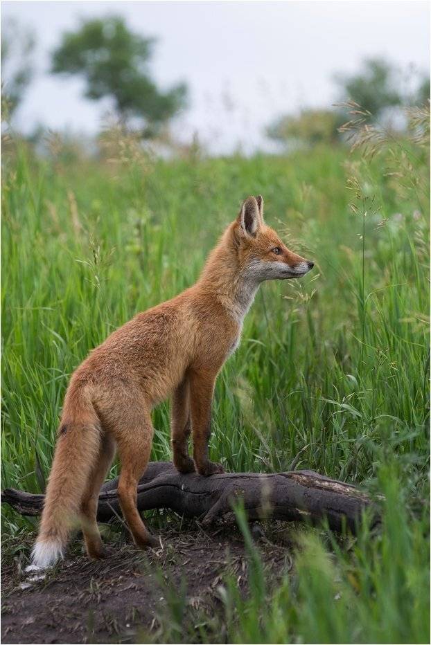 , Руслан Сигушин