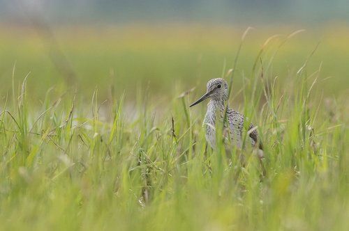 Common Greenshank