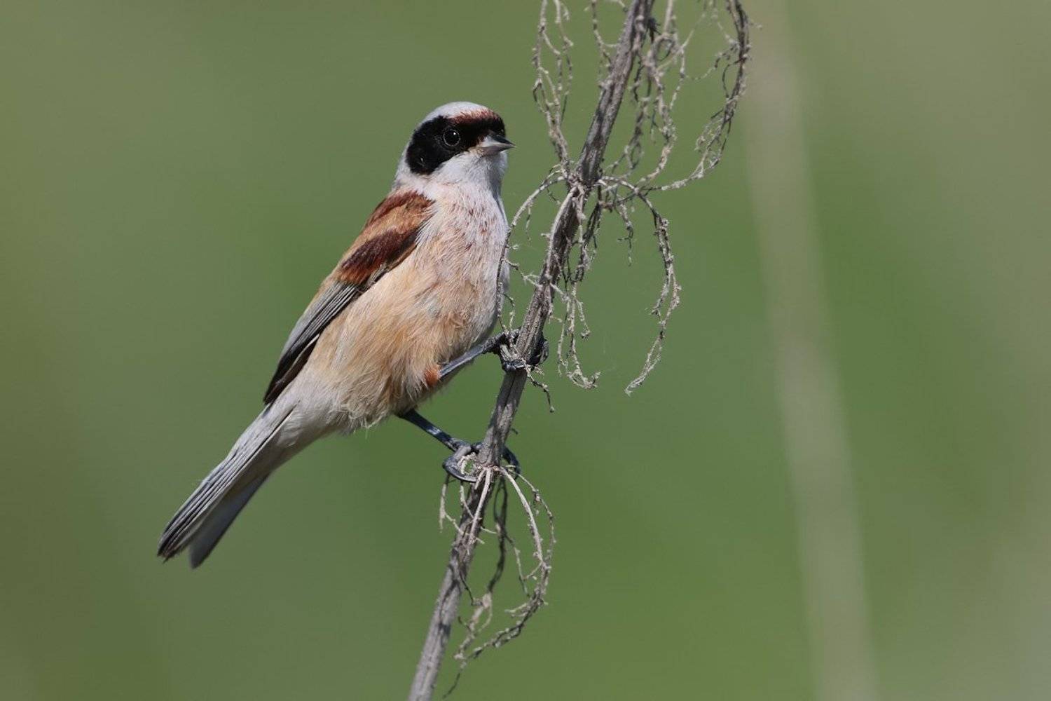 , Елена Давыдова