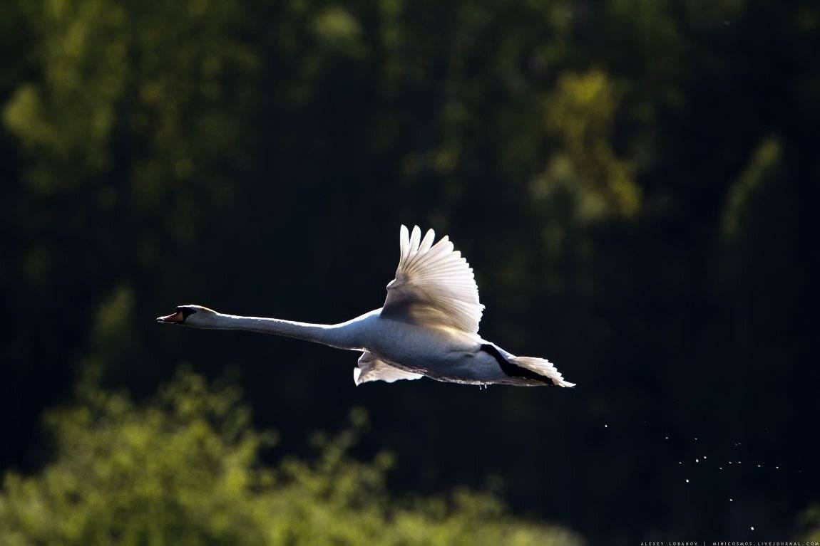 Лебедь-шипун, Алексей Лобанов