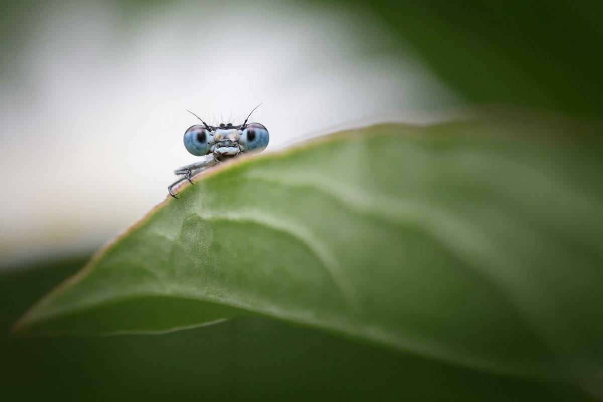 , Nicolae Fanurie Chirobocea