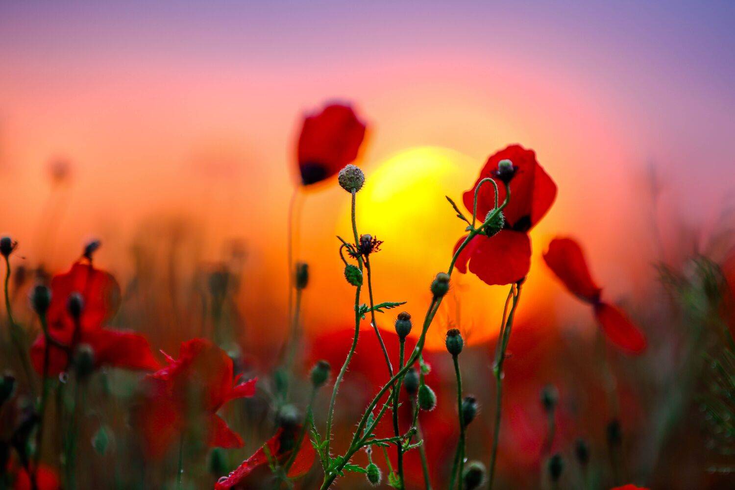 , Jora(Jungkuk, Cho)