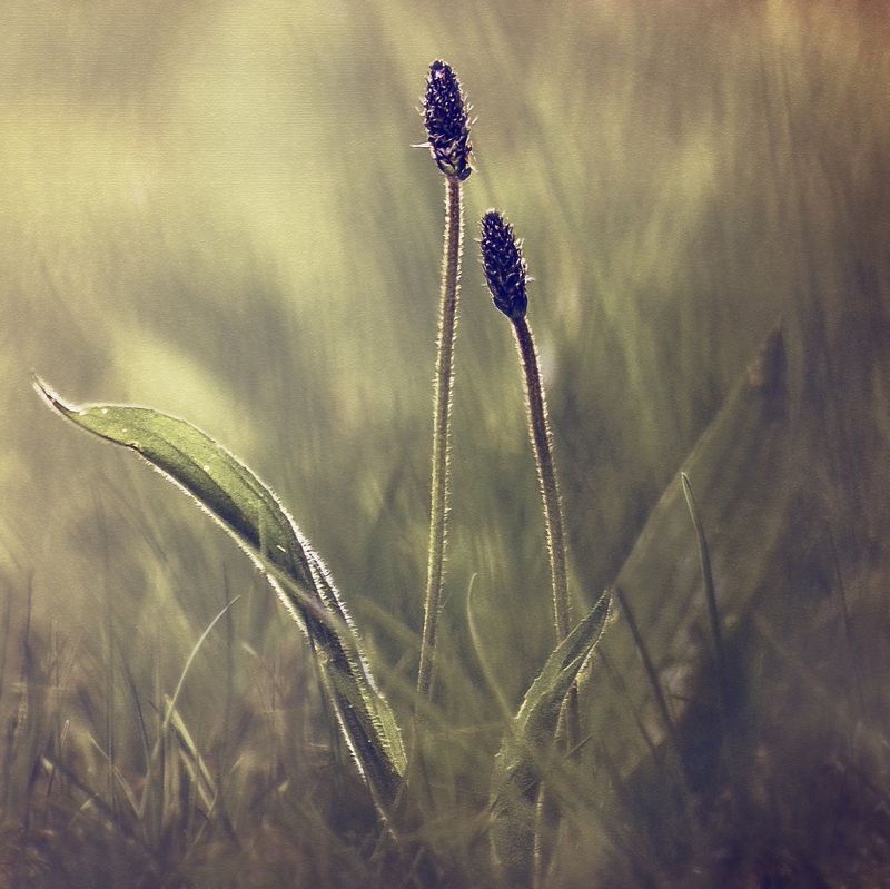 ••• фото превью