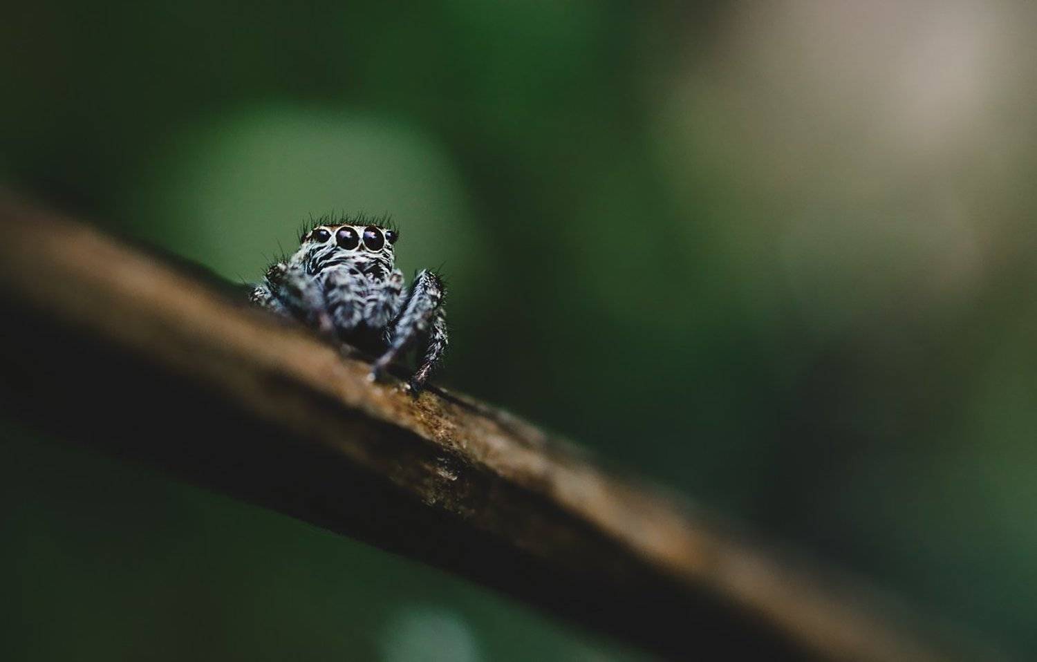 макро, паук, скакун, macro, spider, salticidae, Дмитрий