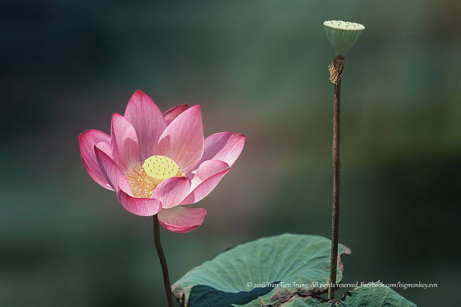 , Trần Tiến Trung