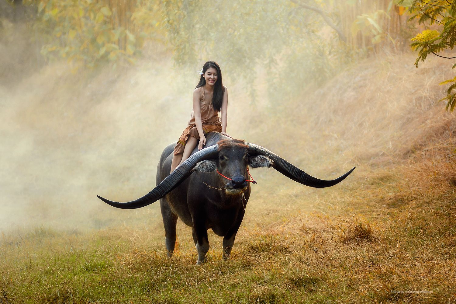 action, asia, asian, beautiful, buffalo, china, Saravut Whanset