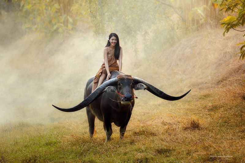 action, asia, asian, beautiful, buffalo, china Handsome buffalo and Beuatiful Girl фото превью