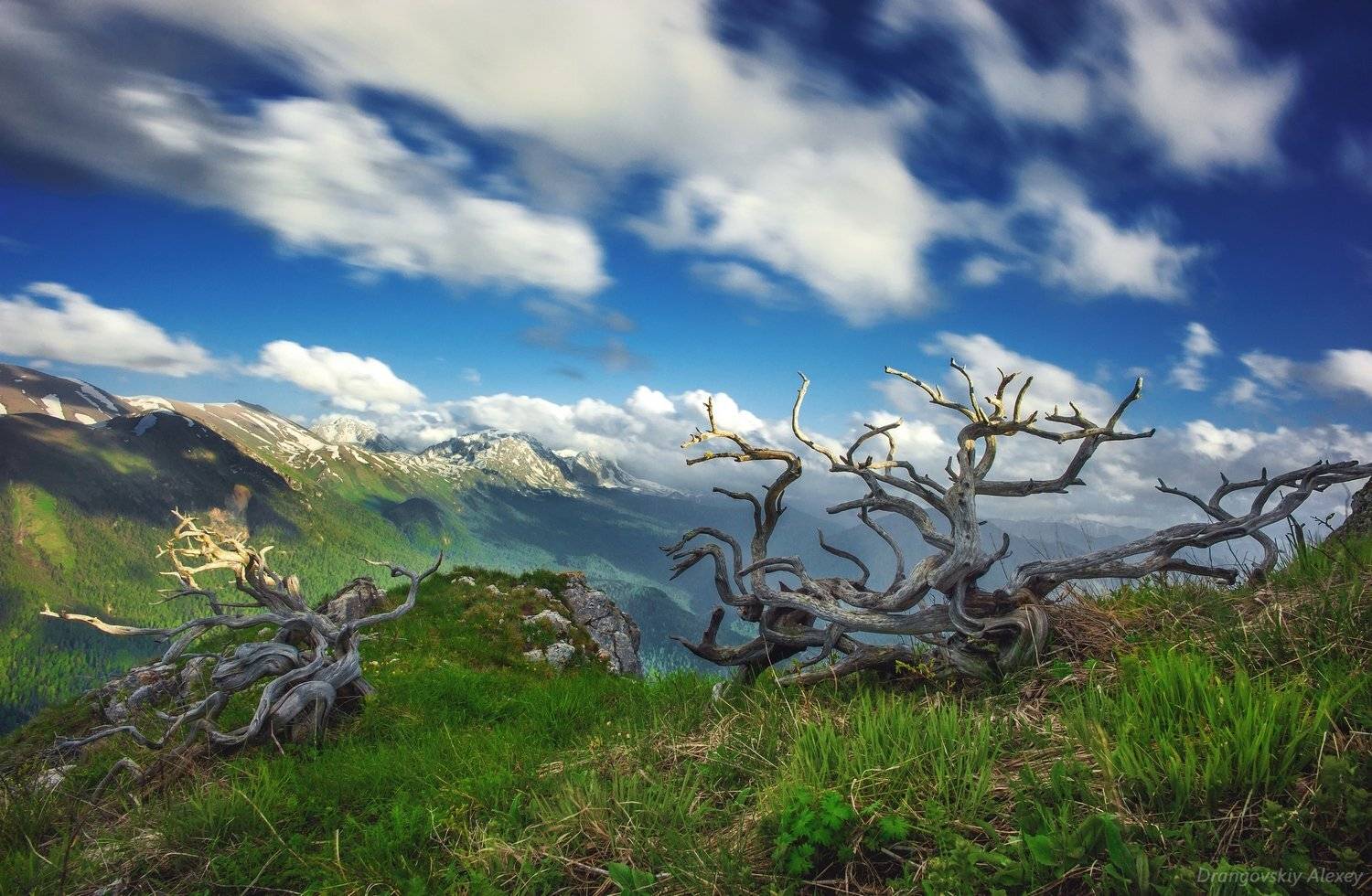 , Алексей Дранговский