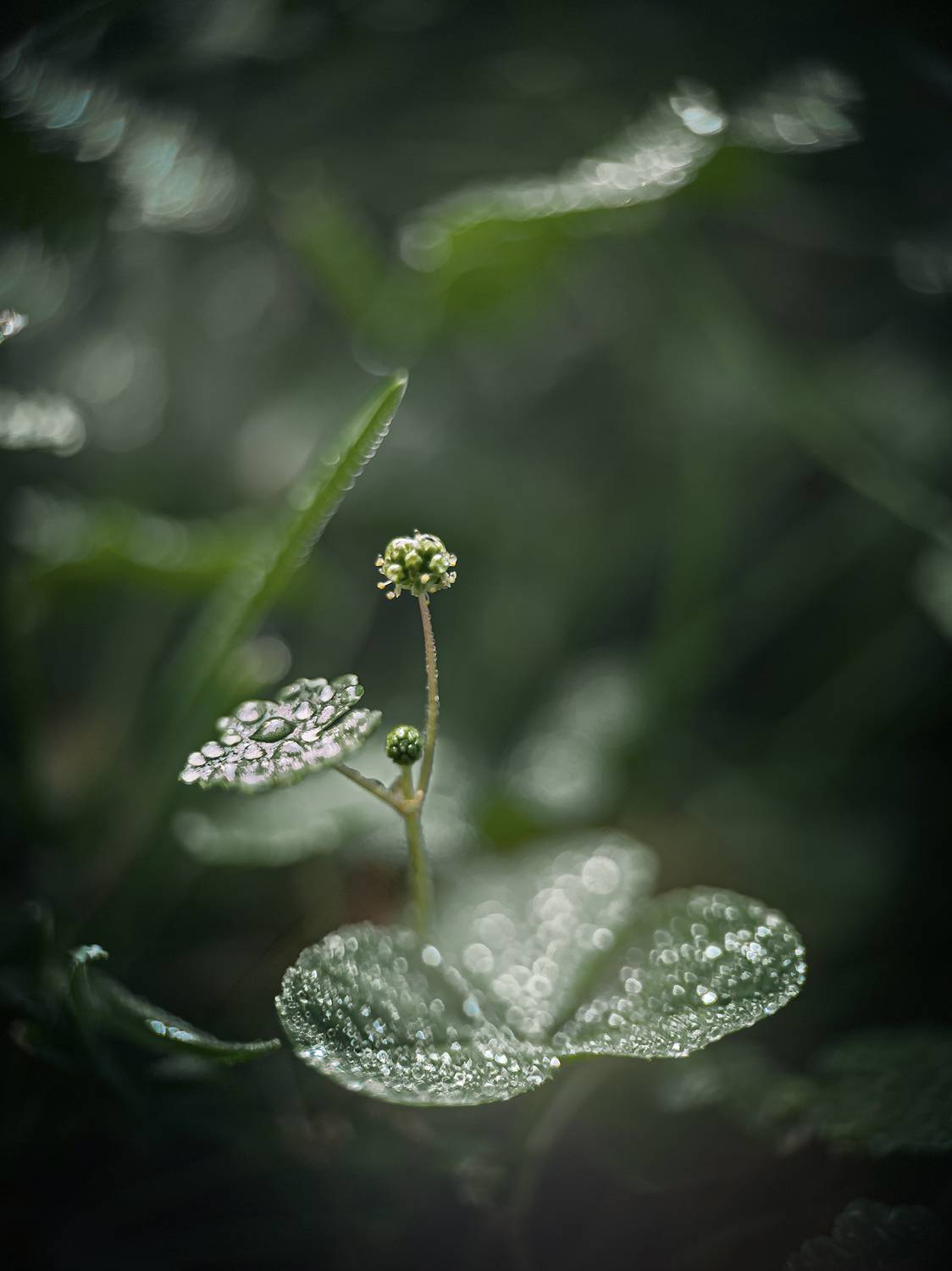 #макро #капли #боке, Дмитрий Суханов
