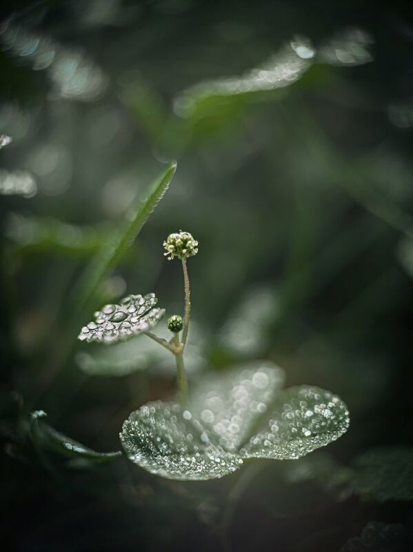 Балерина фото превью