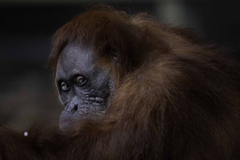 Sumatran orangutan фото превью