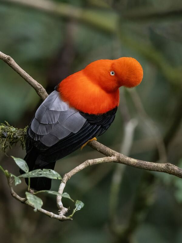 Andean Cock-of-the-rock фото превью
