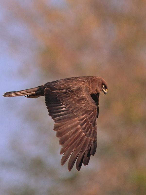 камышовый лунь, circus aeruginosus, Камышовый лунь темной морфы фото превью