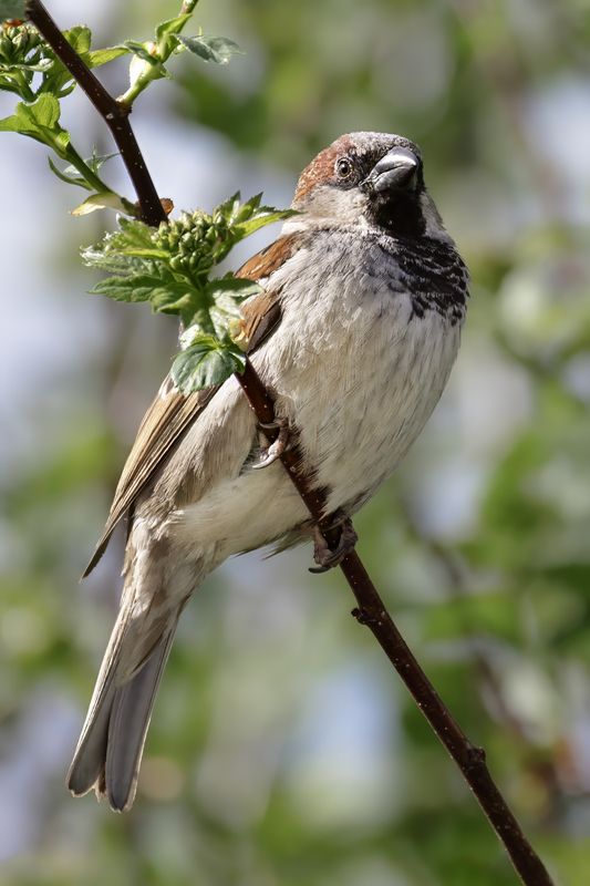 воробей, птицы, природа, весна Воробей домовый (Passer domesticus) фото превью