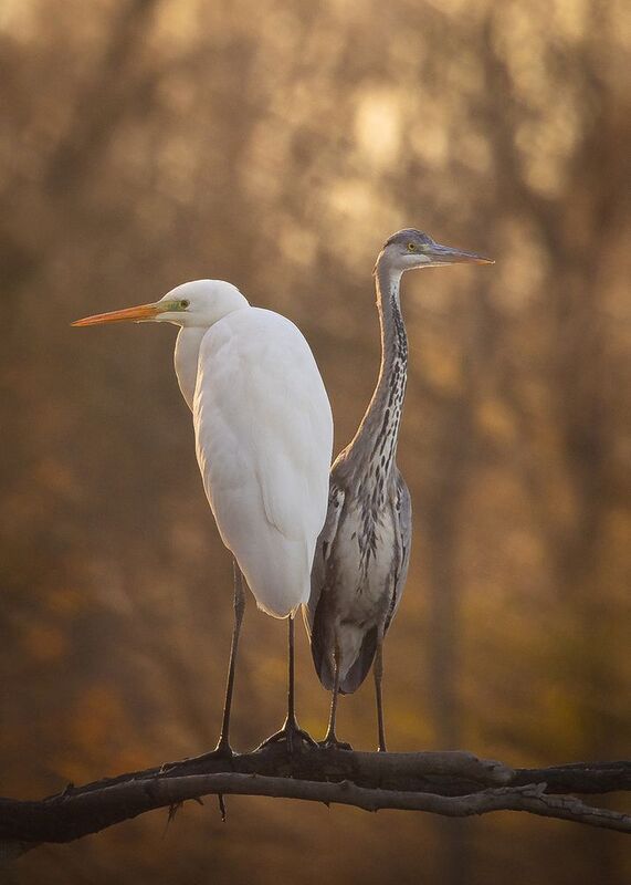 Herons фото превью