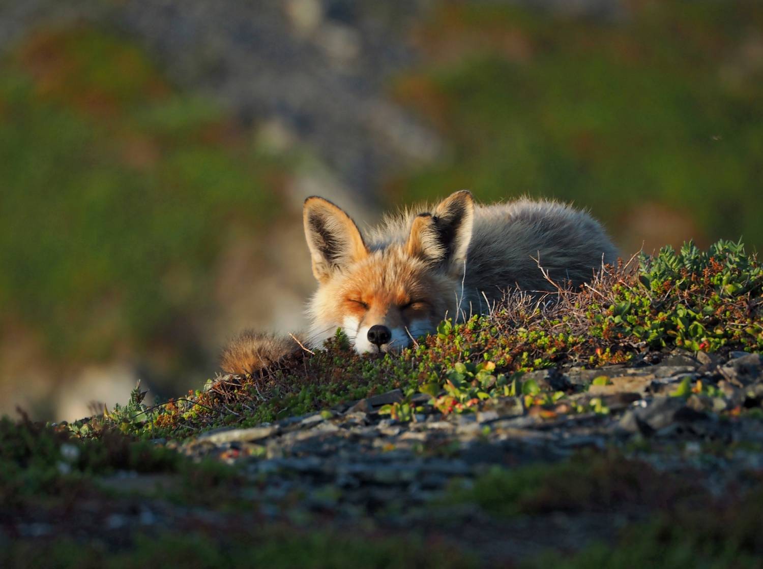 , Евгений Яковлев