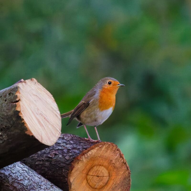 Зарянка на дровянке фото превью