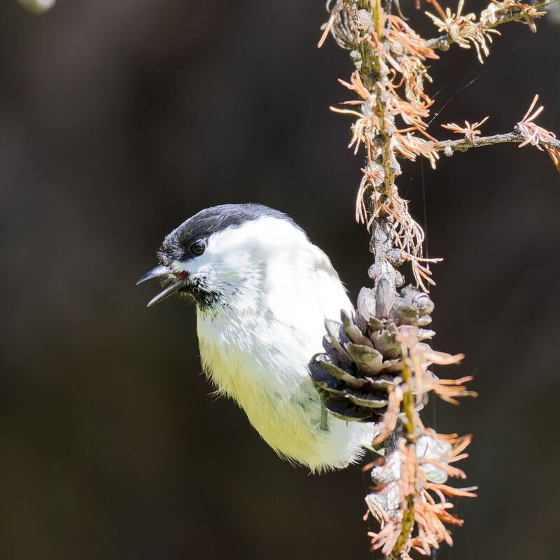 Буроголовая гаичка фото превью