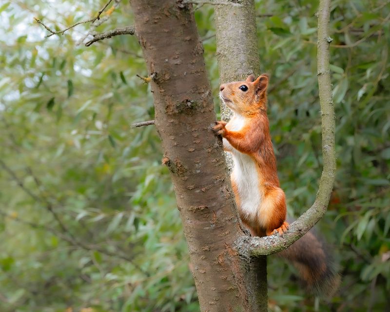 белочка  фото превью