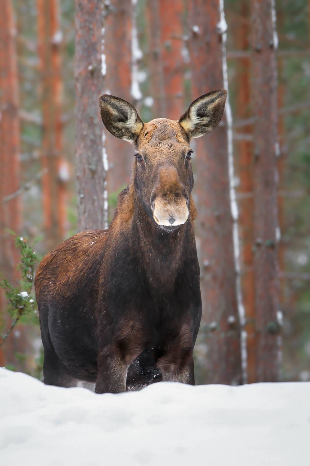 , Проценко Татьяна