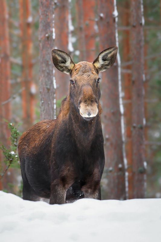 Встреча в лесу фото превью