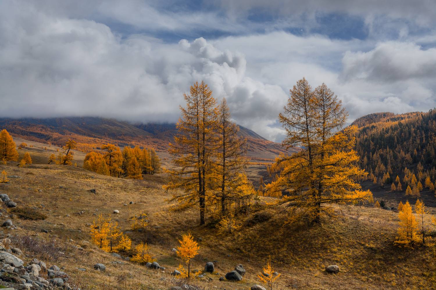россия, горный алтай,осень, лиственницы, Андрей Поляков