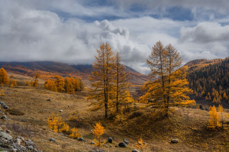 россия, горный алтай,осень, лиственницы Золотая осень фото превью