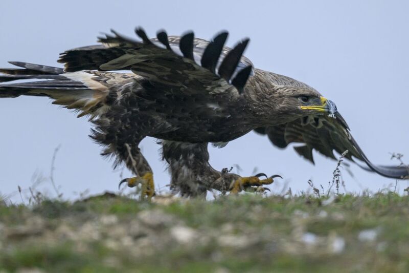 Степной орел фото превью
