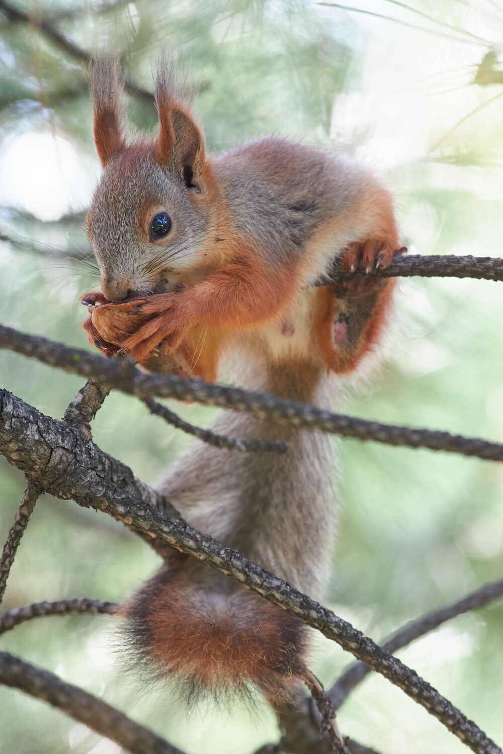 squirrel, белка, обыкновенная белка, , Павел Сторчилов