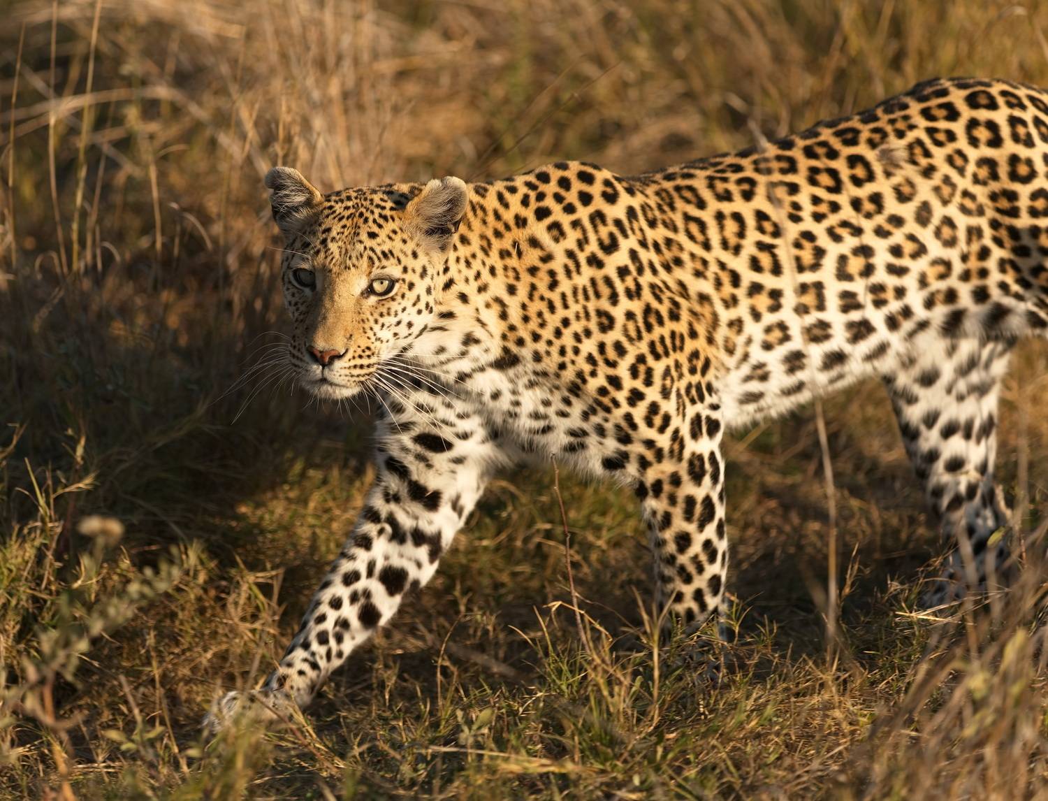 , Игорь Щербаков