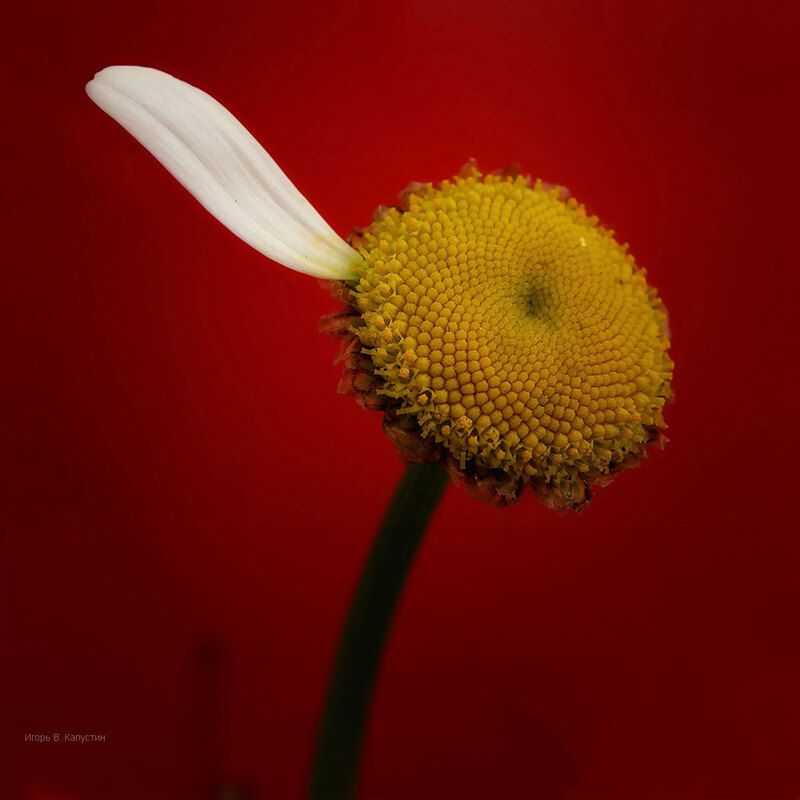 *** фото превью