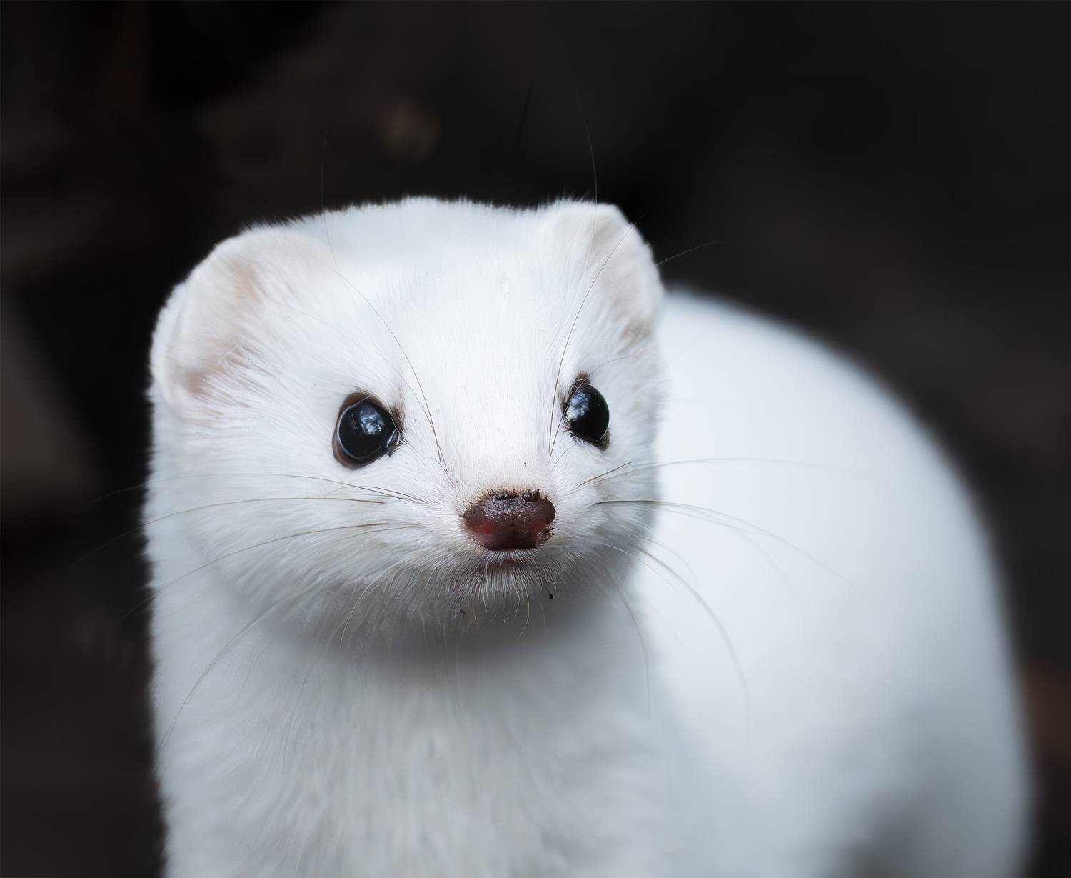 ласка, Василиса Пушкарева