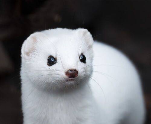 Готова к снегу