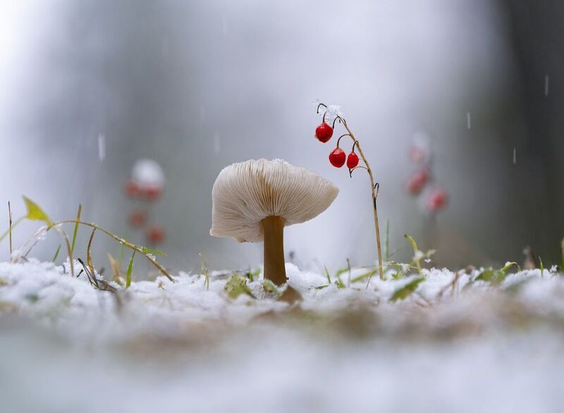 гриб,природа,осень,лес, Картинка из леса фото превью