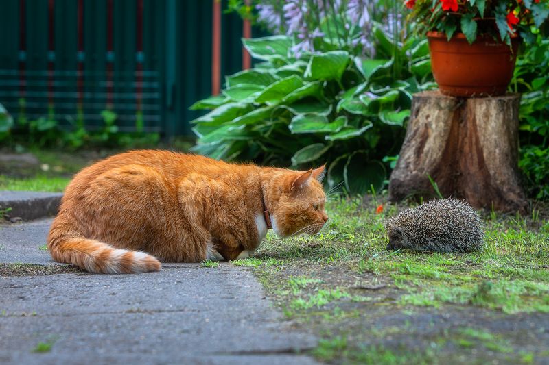 кот, котик, кот филя, животные, рыжий кот, деревня, вырица, ленинградская область, деревенский дом, лето, ёжик, Встреча с колючим шариком. фото превью