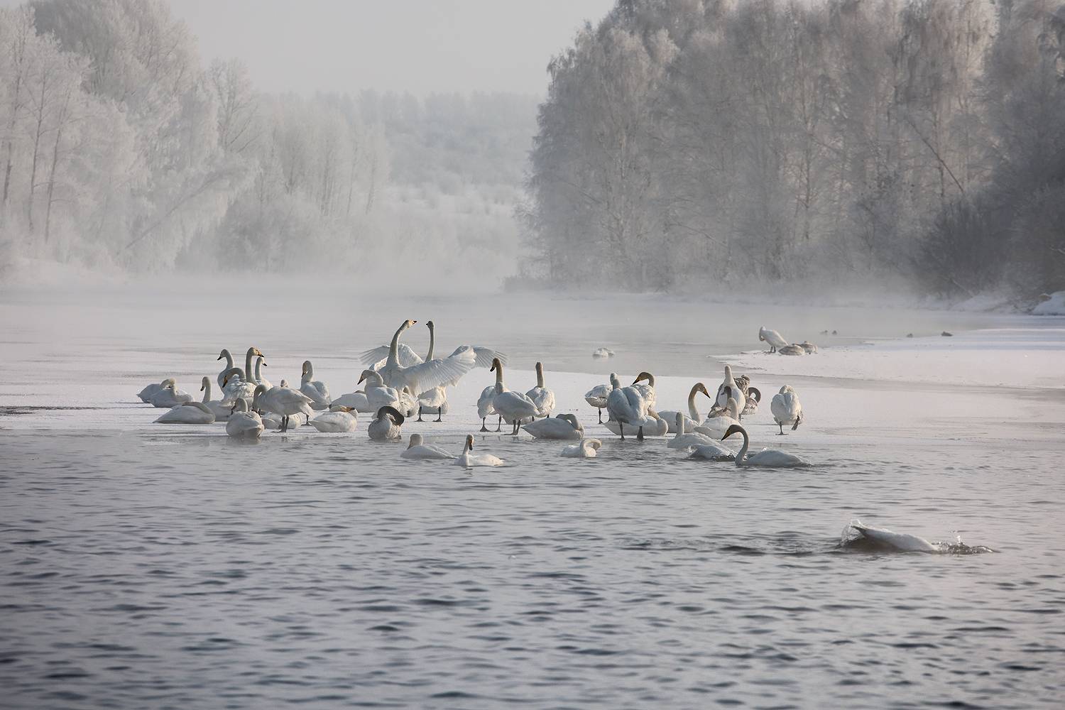 Лебединое озеро, Семилетка, Алтайский край, Сибирь, Галина Хвостенко