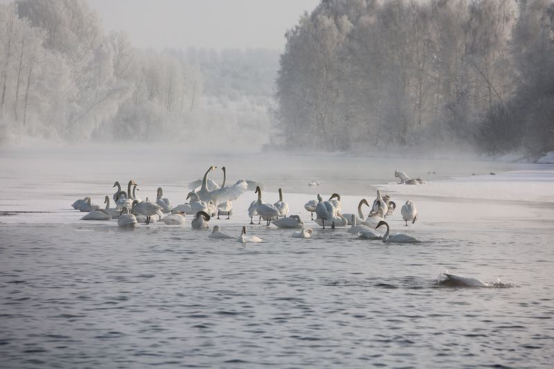 Белые птицы фото превью