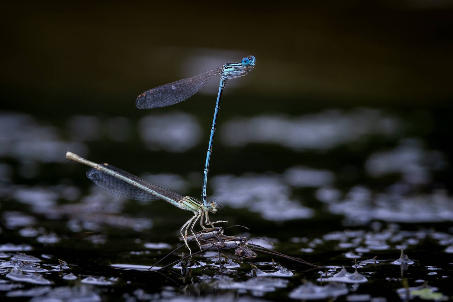 , Кузнецов Дмитрий