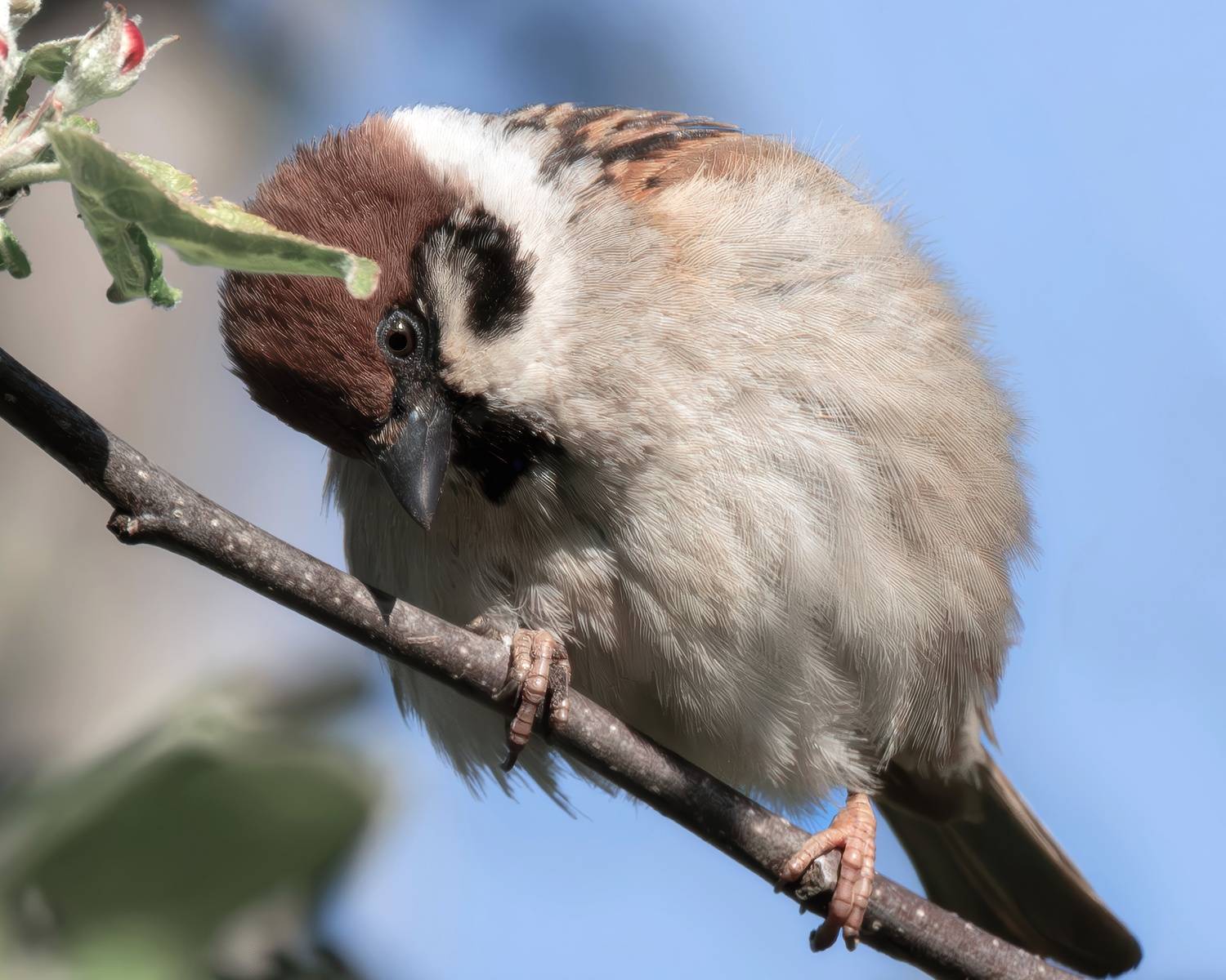 Бёрдвотчинг полевой воробей , Ворожцова Марина