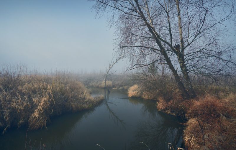 Сказ о тумане синем,да берёзке нестарой ... фото превью