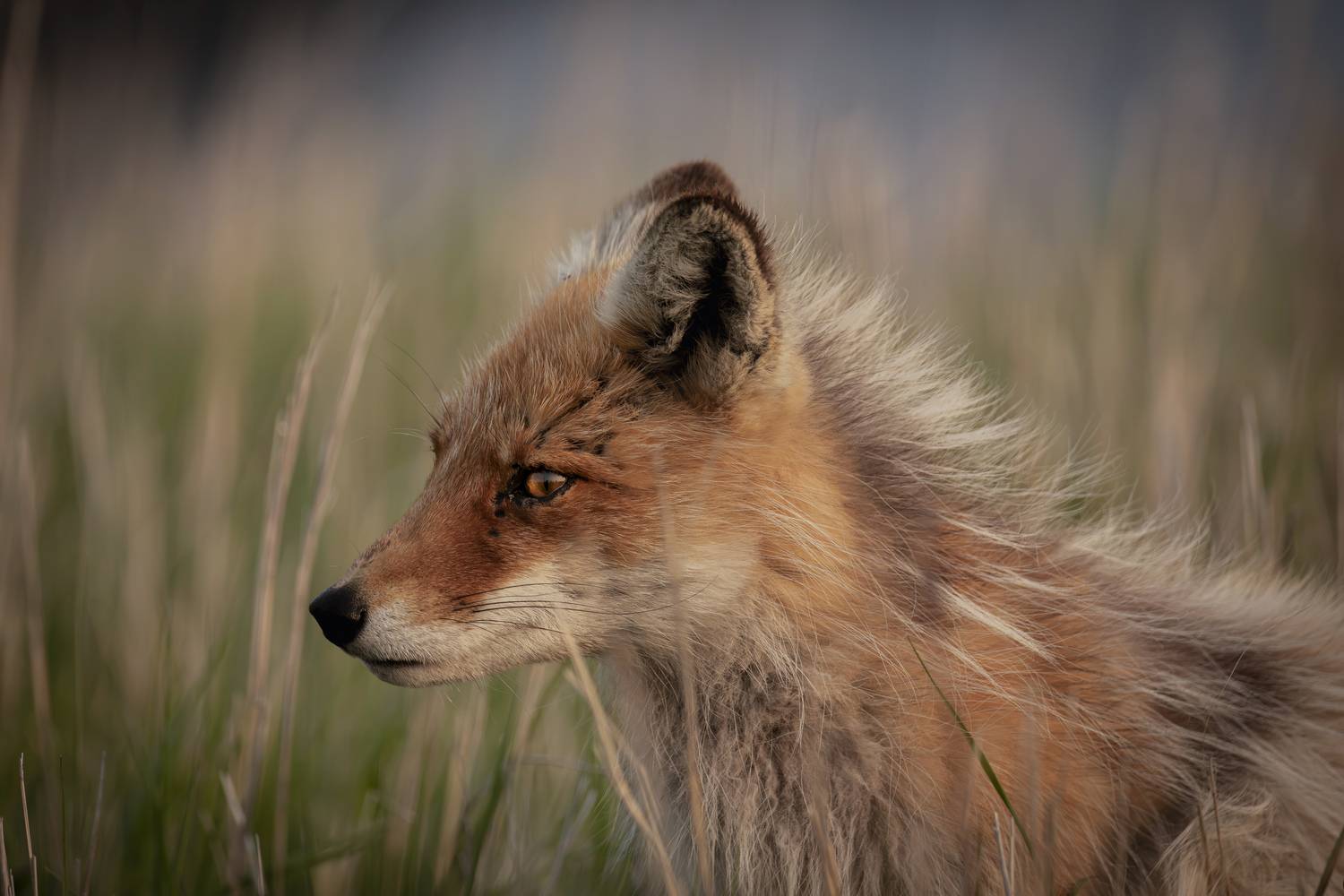 , Лаврентьев Александр