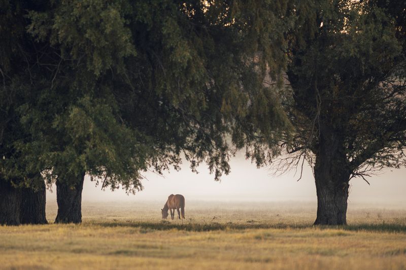 Утро ещё не проснулось. Лошадь пасётся в туманной долине, скрытой под тяжёлыми кронами деревьев. Мягкий свет, спокойствие и почти медитативная пауза природы. фото превью