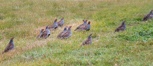 Куропатки осенью.