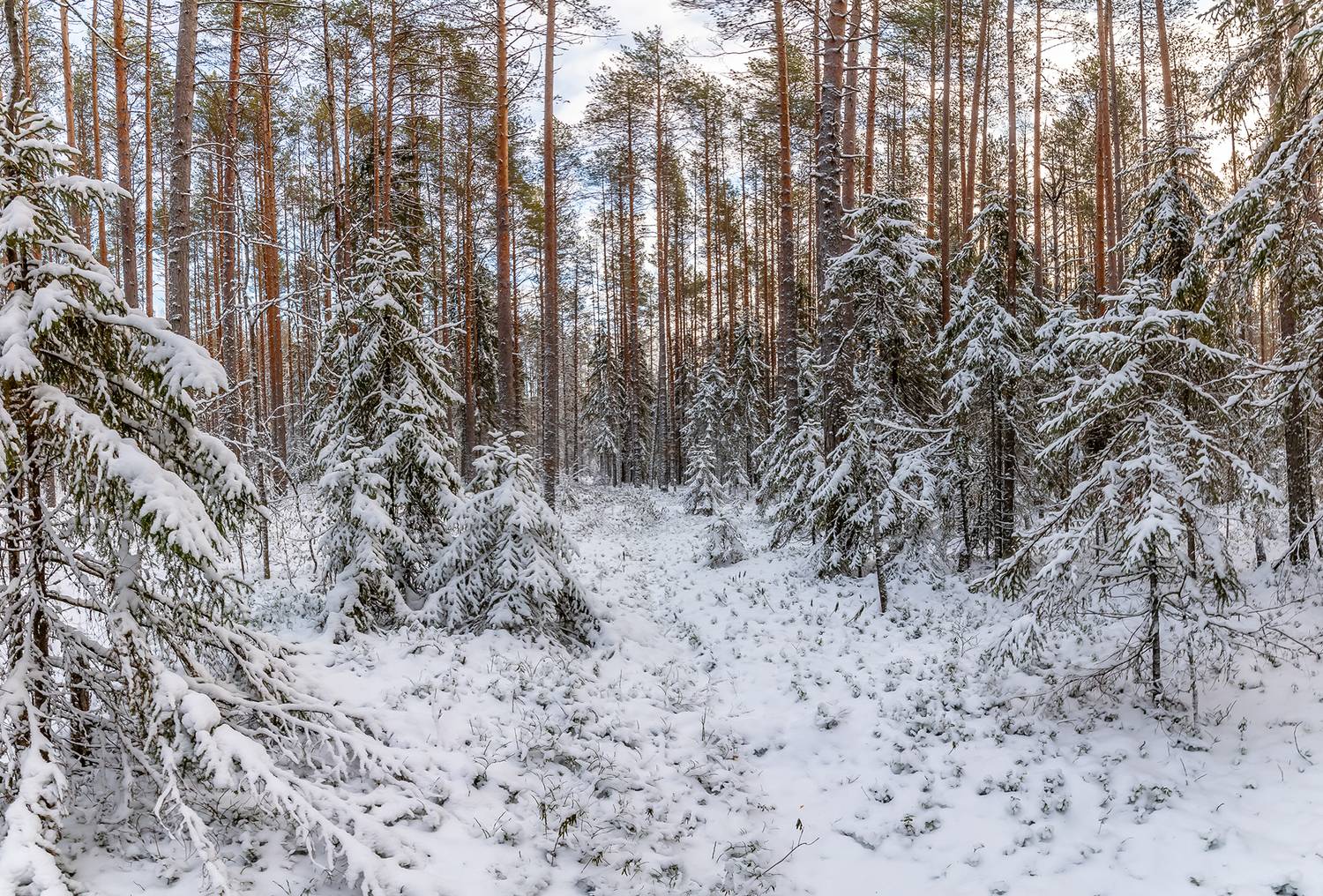 снег, лес, ели, сосны, ёлка., Анкудинов Леонид