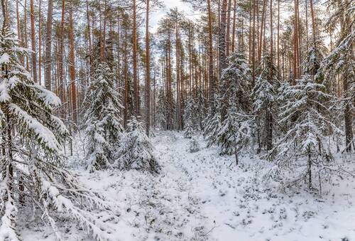 Первый снег.