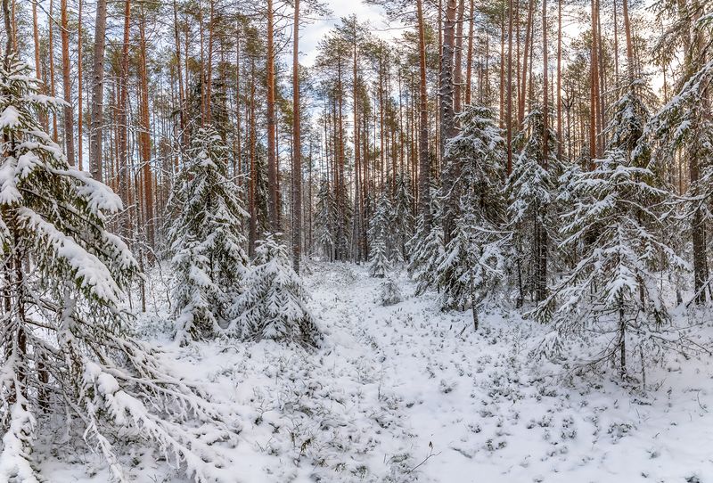 снег, лес, ели, сосны, ёлка. Первый снег. фото превью