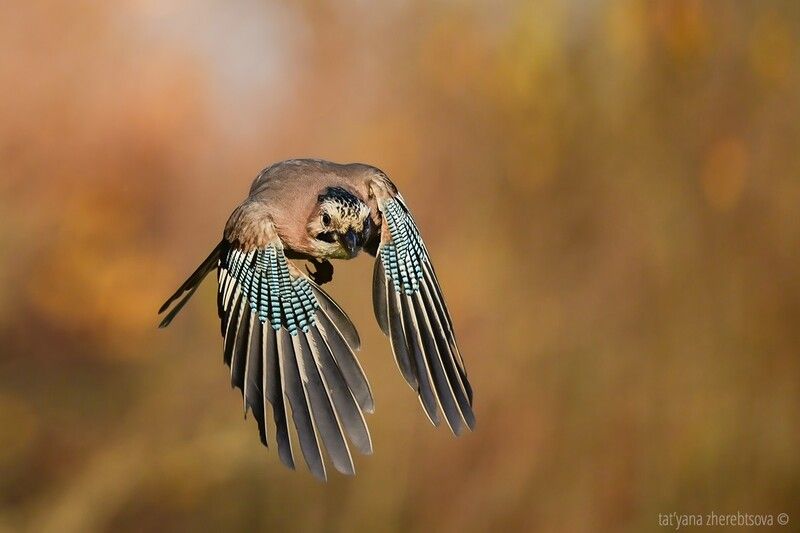 Сойка, фото превью